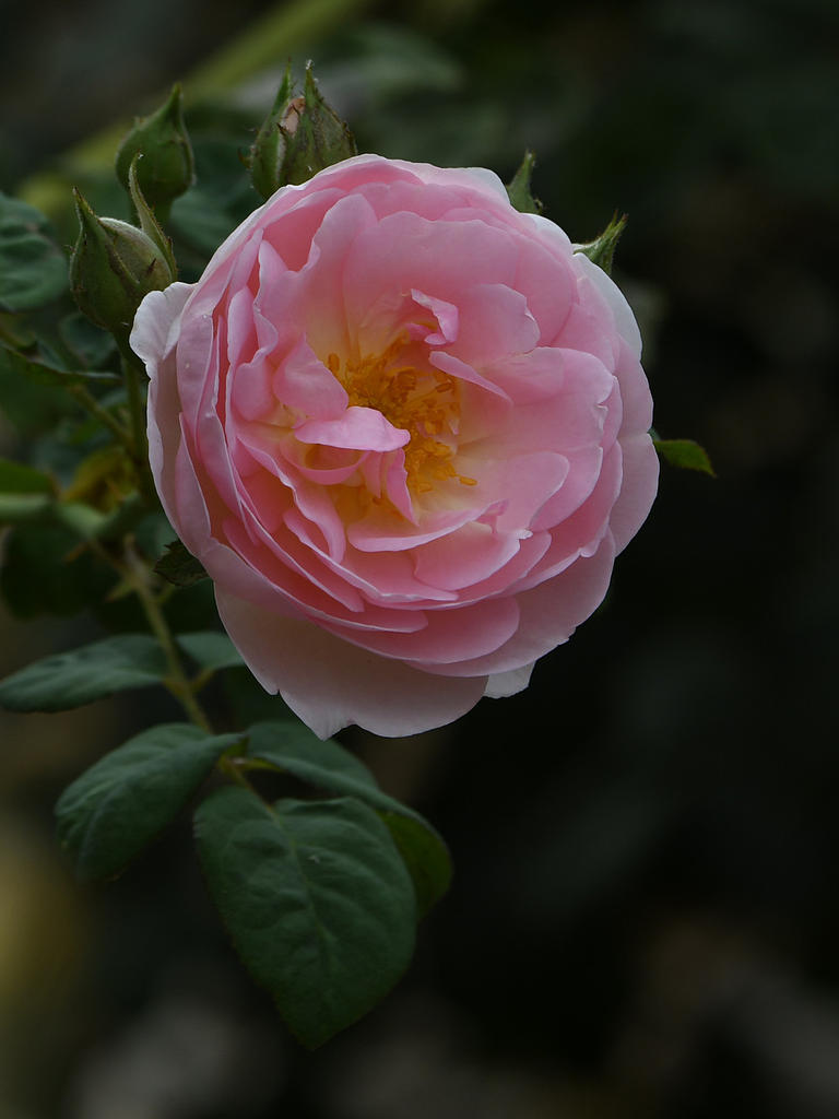 Rose.jpg