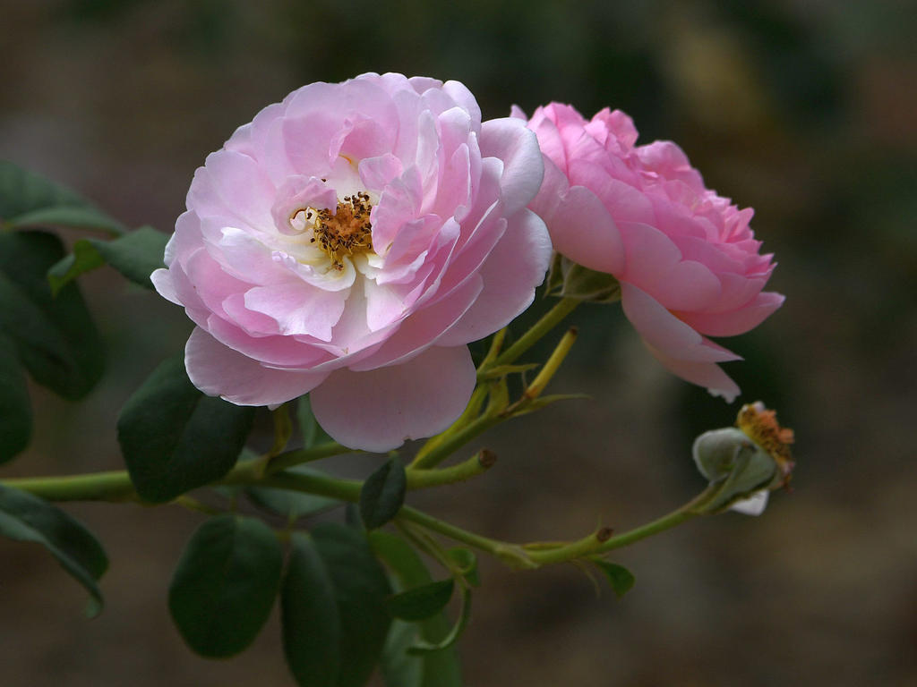 Rose.jpg
