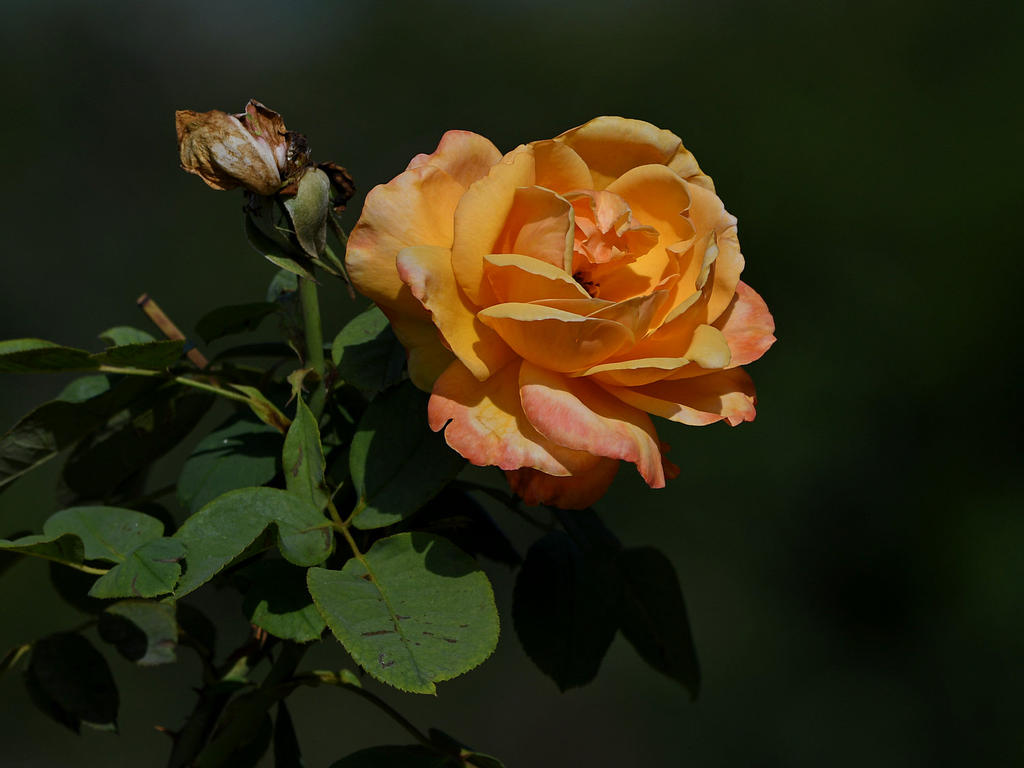 Rose.jpg