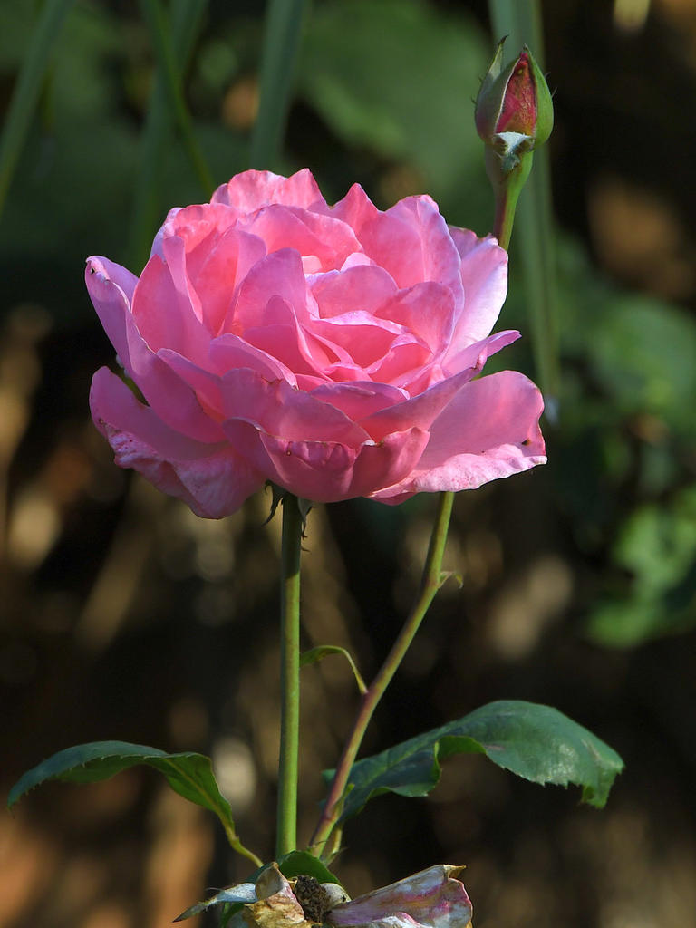 Rose.jpg
