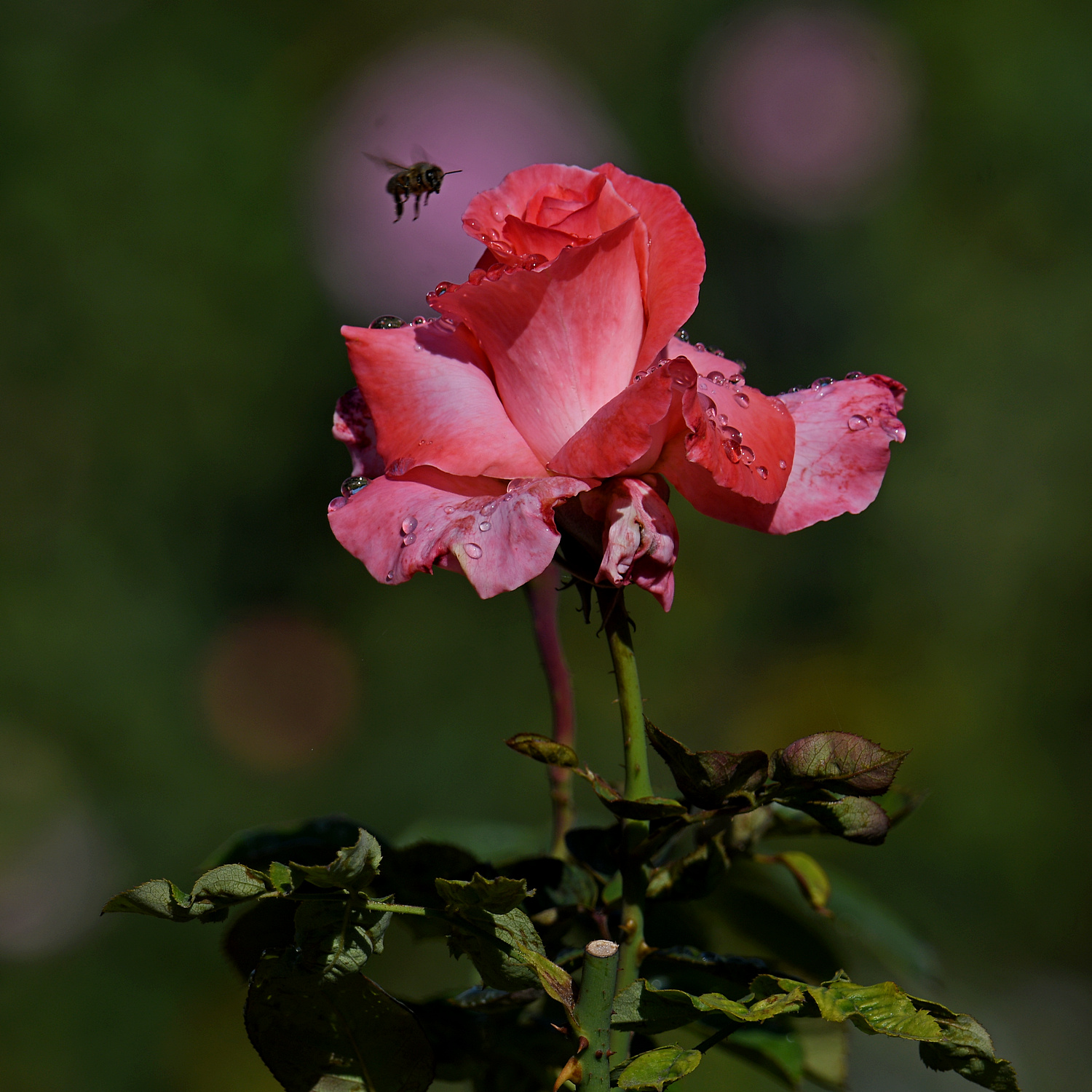 Rose.jpg