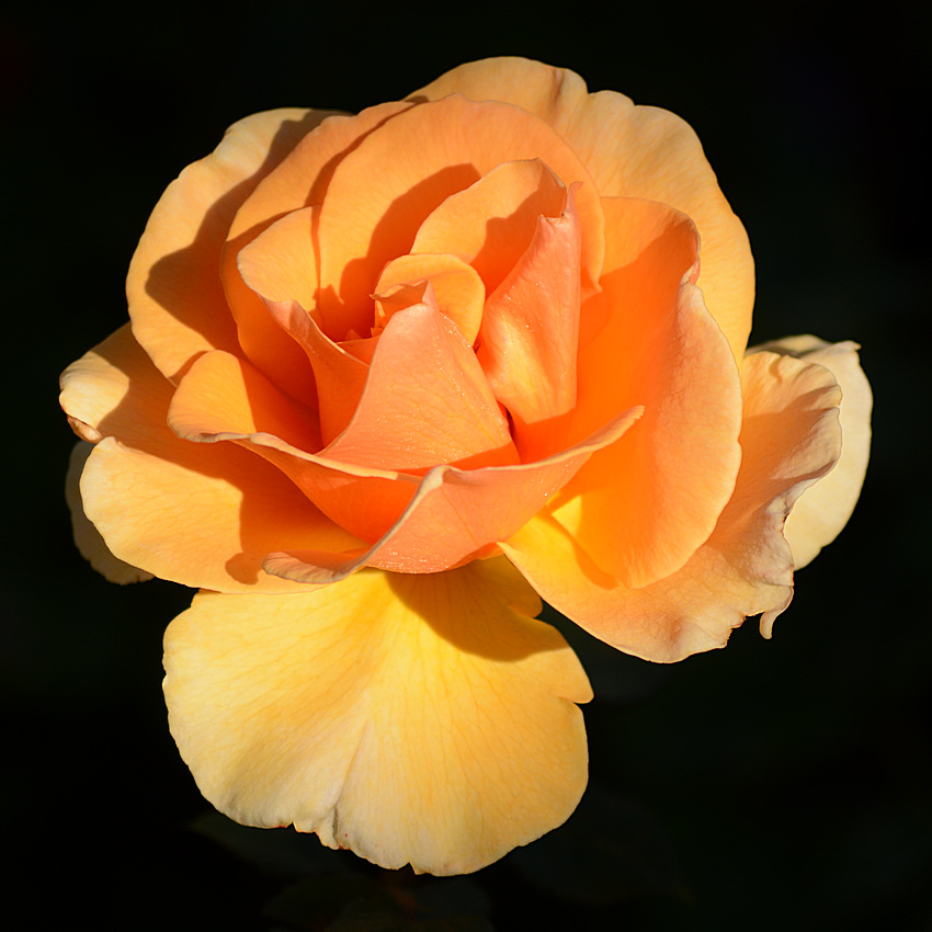 Rose.jpg