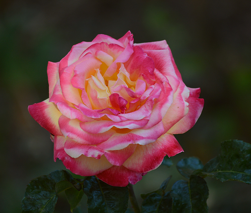 Rose.jpg