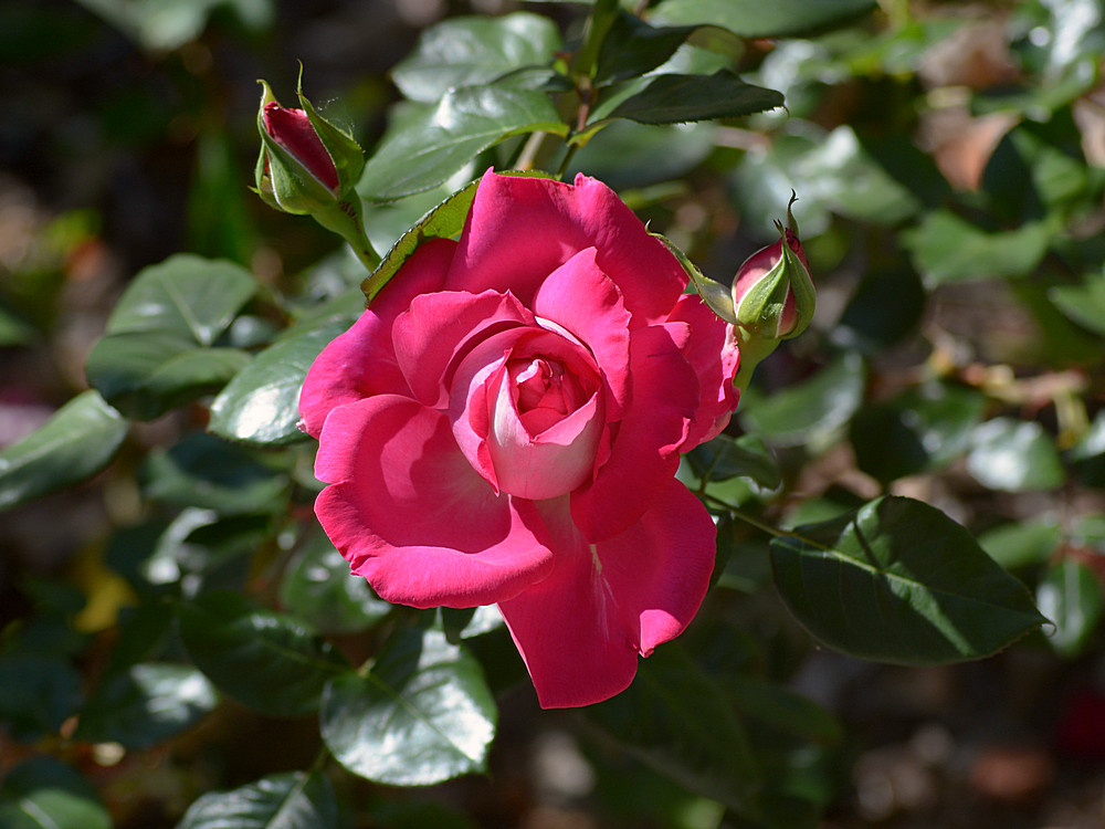 Rose.jpg