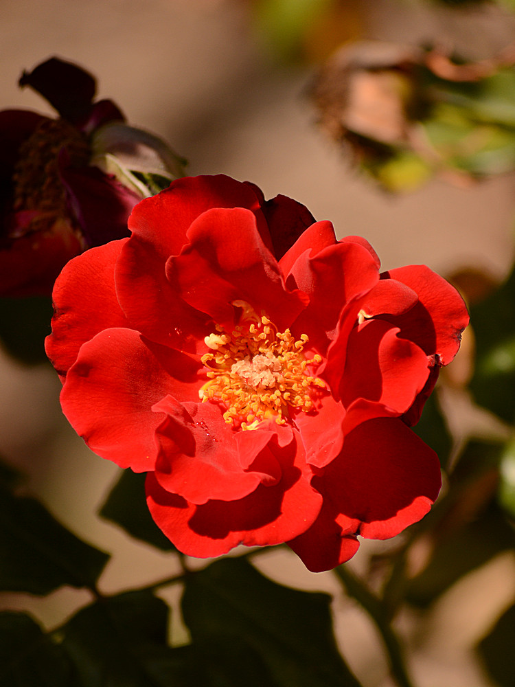 Rose.jpg