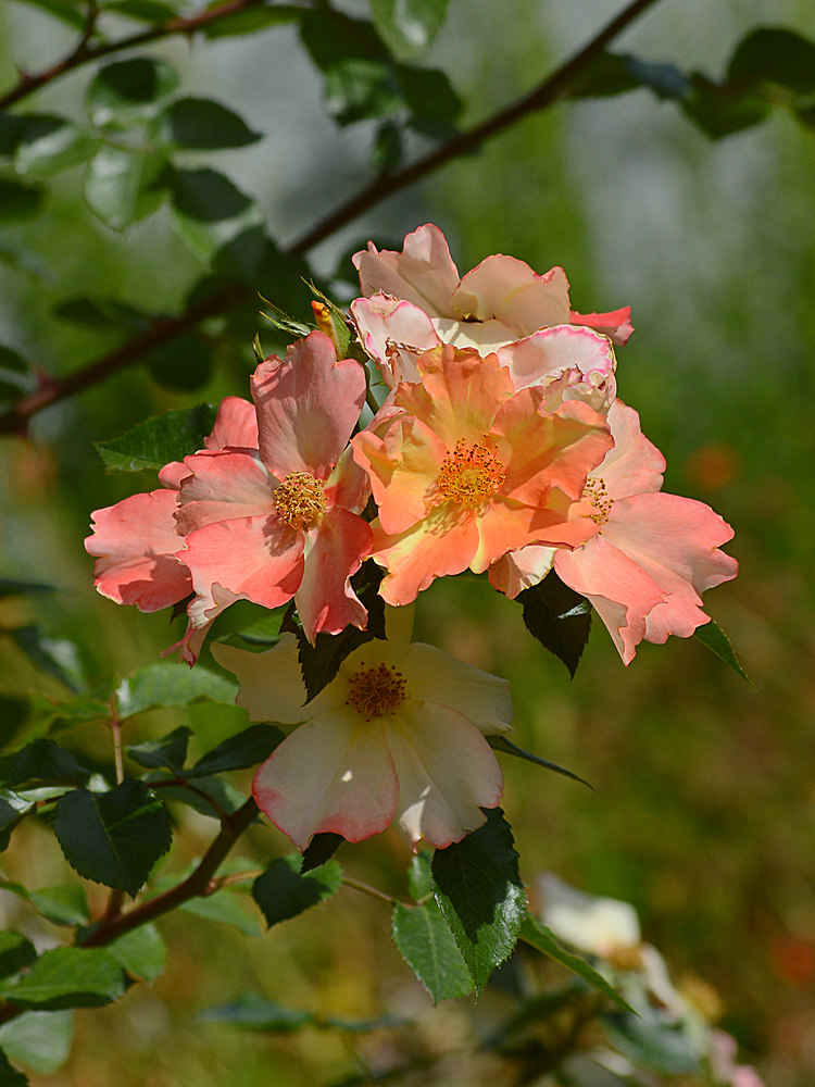 Rose.jpg