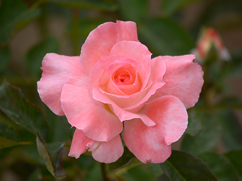 Rose.jpg