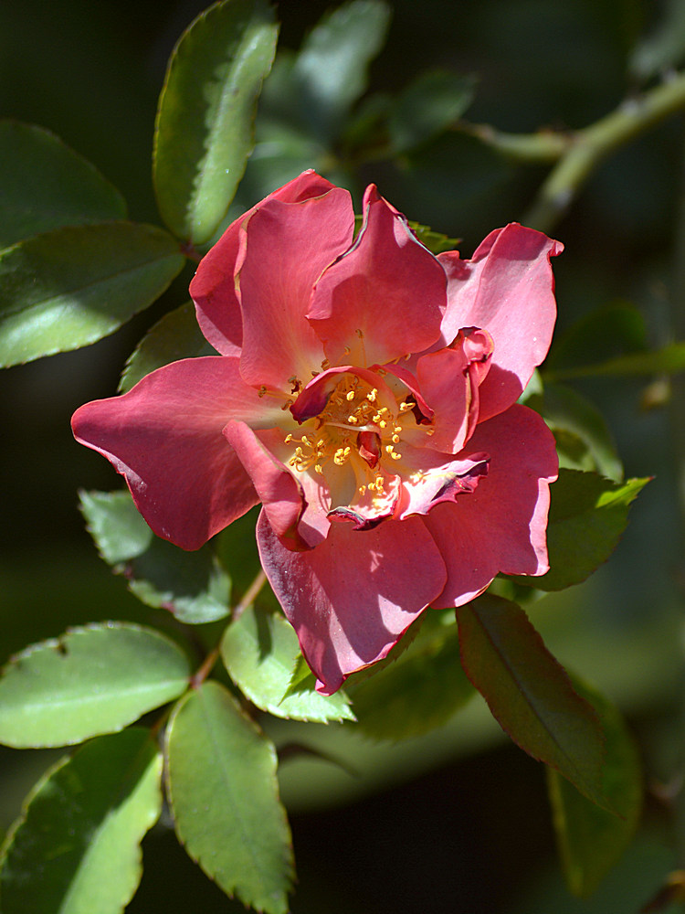 Rose.jpg