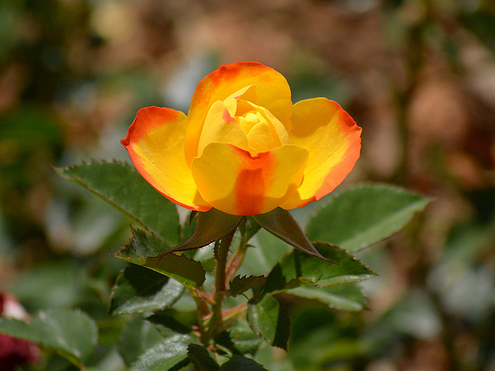 Rose.jpg