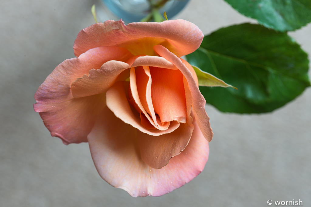 Rose.jpg