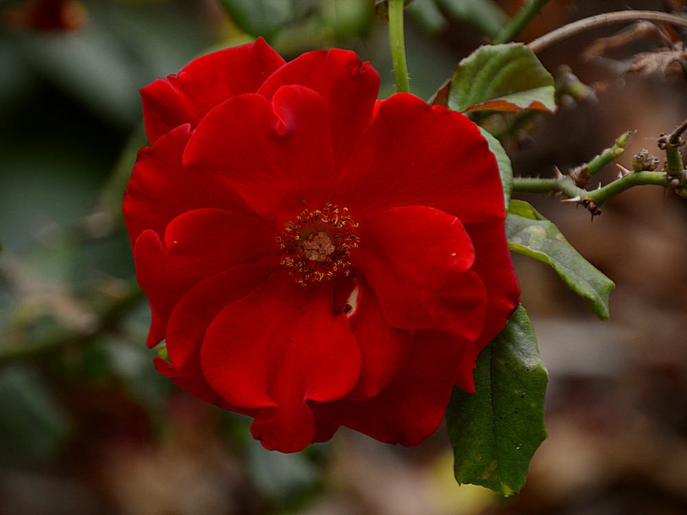 Rose.jpg