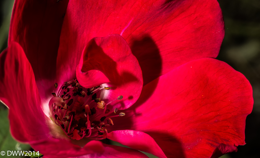Rose of Flame (1 of 1).jpg