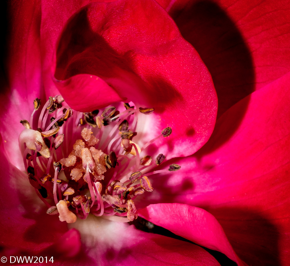 Rose of Flame 2 (1 of 1).jpg