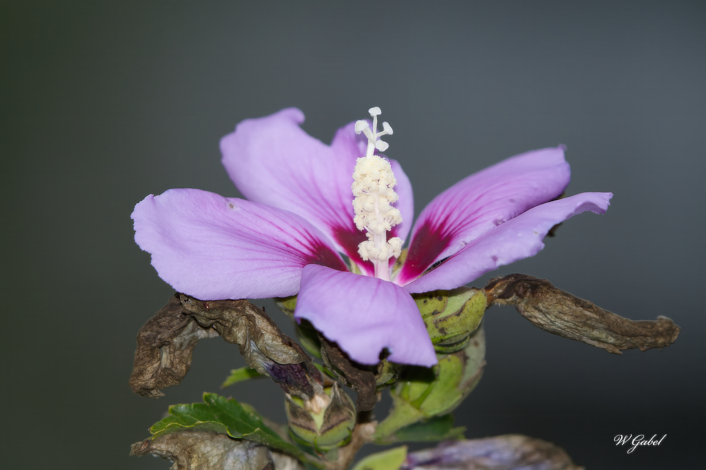 Rose of sharon.jpg