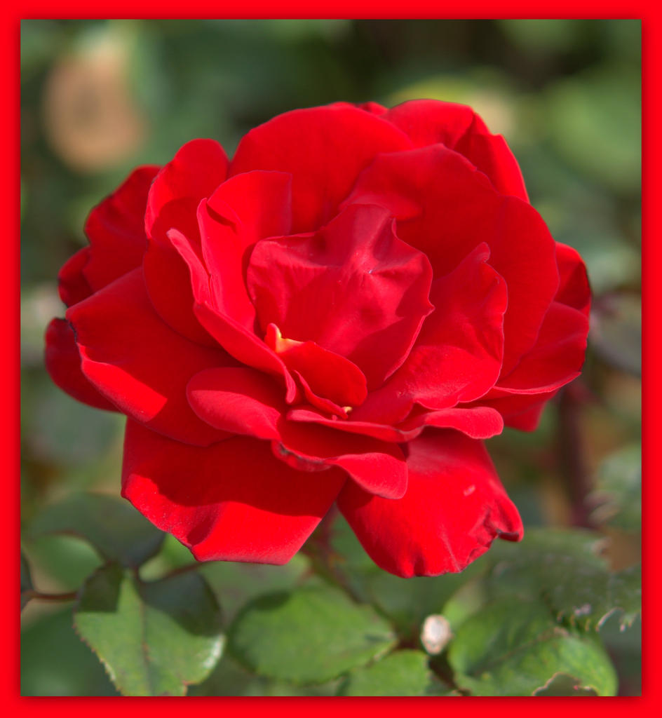 Rose on Museum Ground.jpg