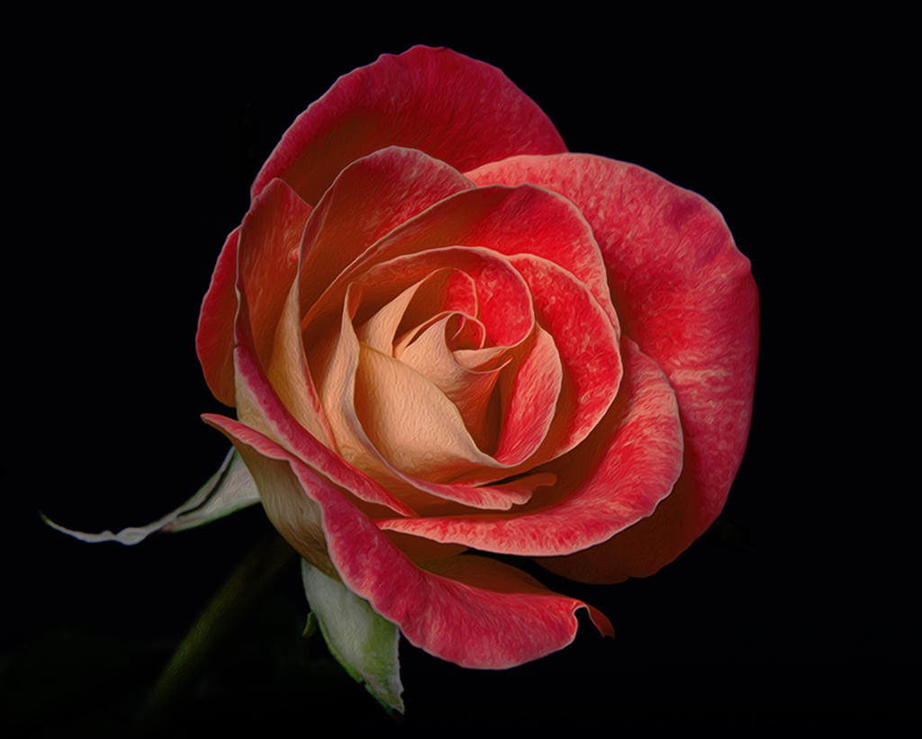 rose-Recovered.jpg