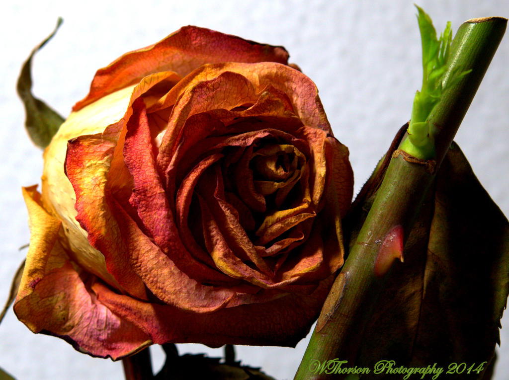 Rose with new bud.jpg