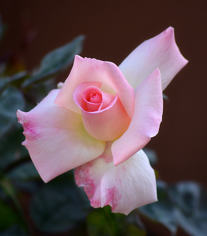 Rose04Jan2014.jpg