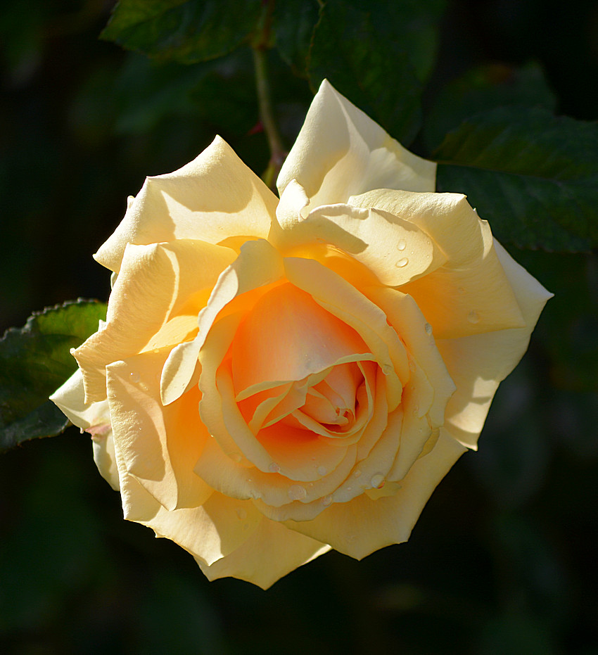 Rose04Jan2014_2.jpg