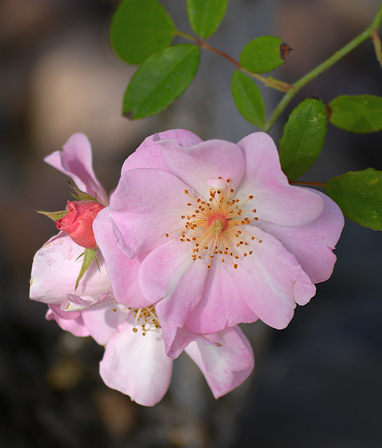 Rose04Jan2014_3.jpg
