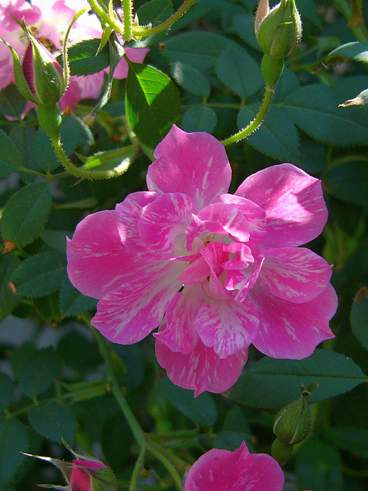 Rose09Jan2014.jpg