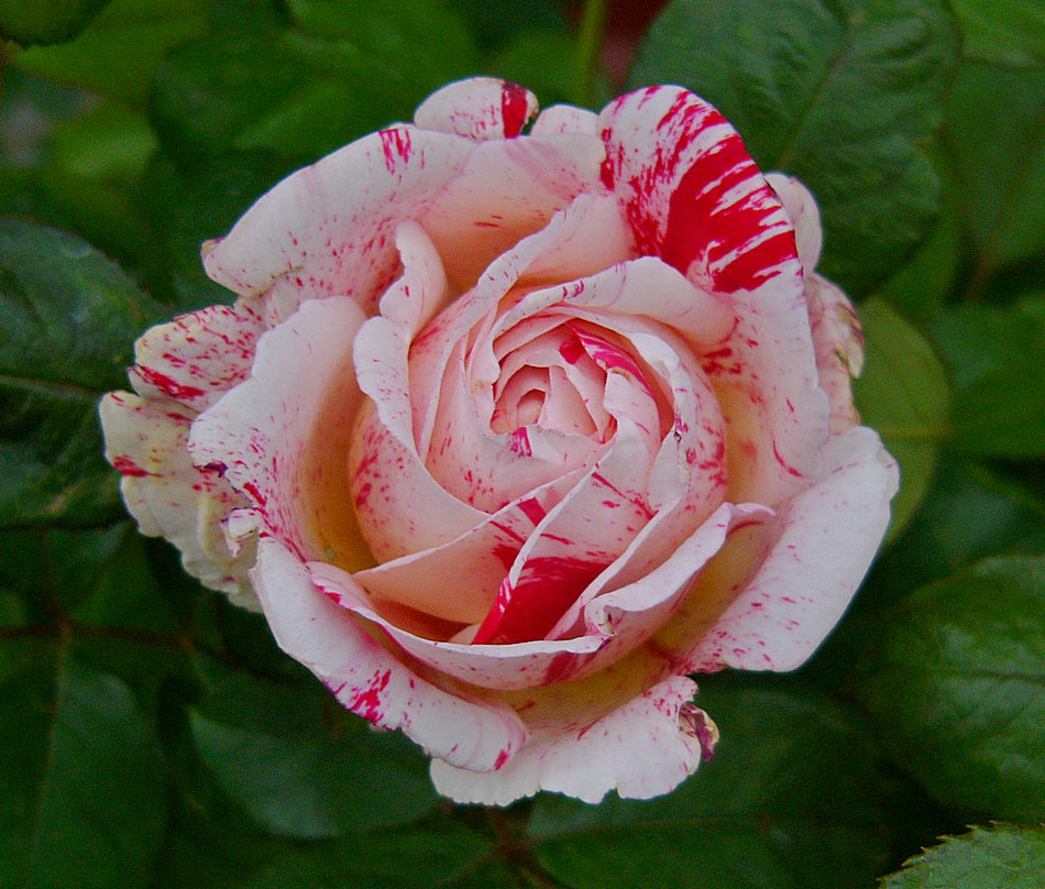 Rose09Jan2014_2.jpg
