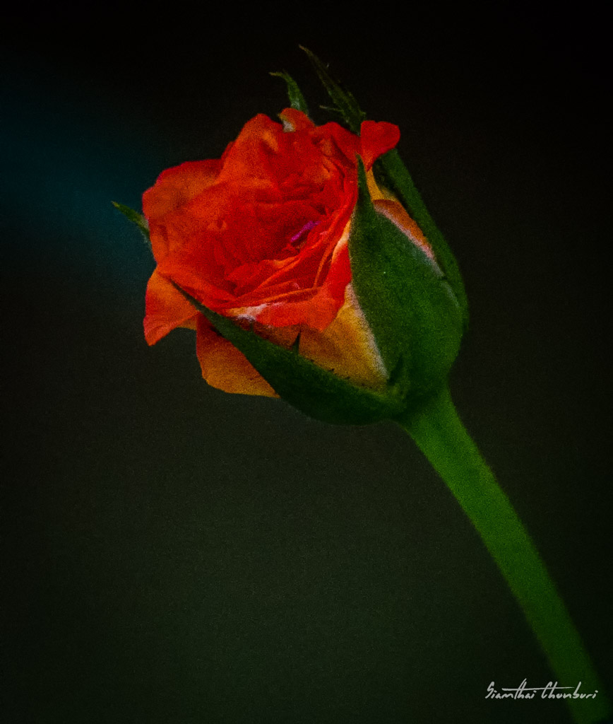 rose1-1.jpg