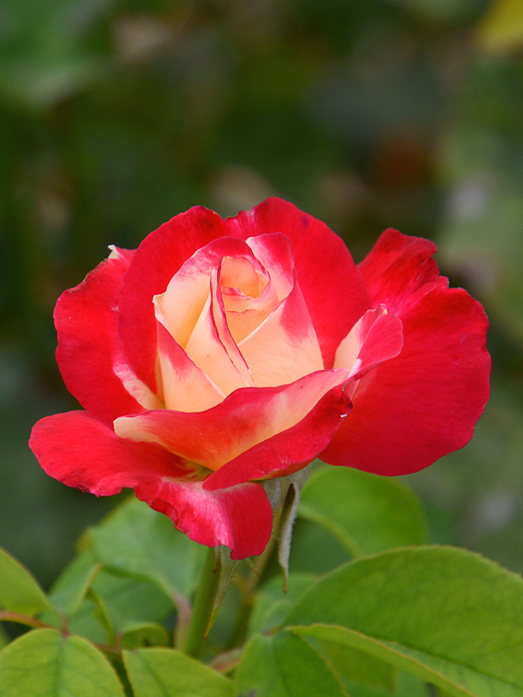 Rose2.jpg