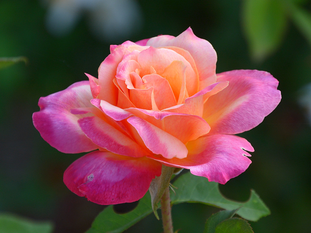 Rose2.jpg