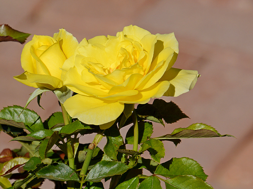 Rose2.jpg