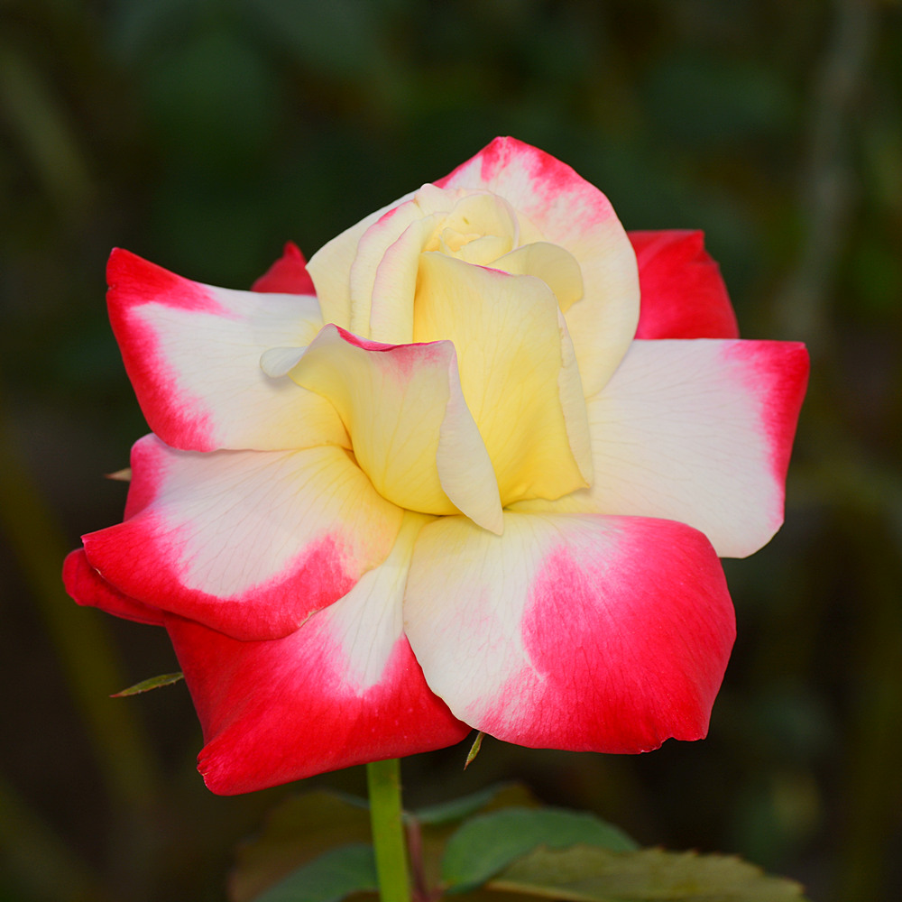 Rose2.jpg
