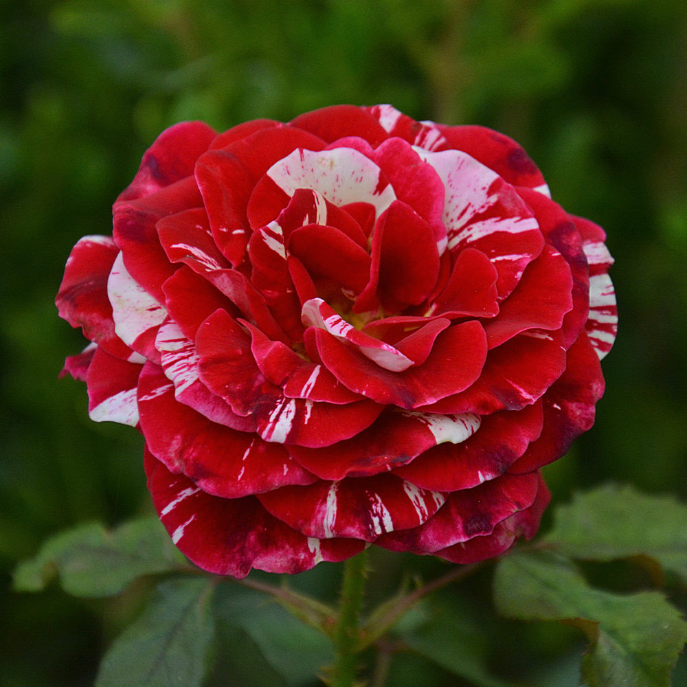 Rose2.jpg