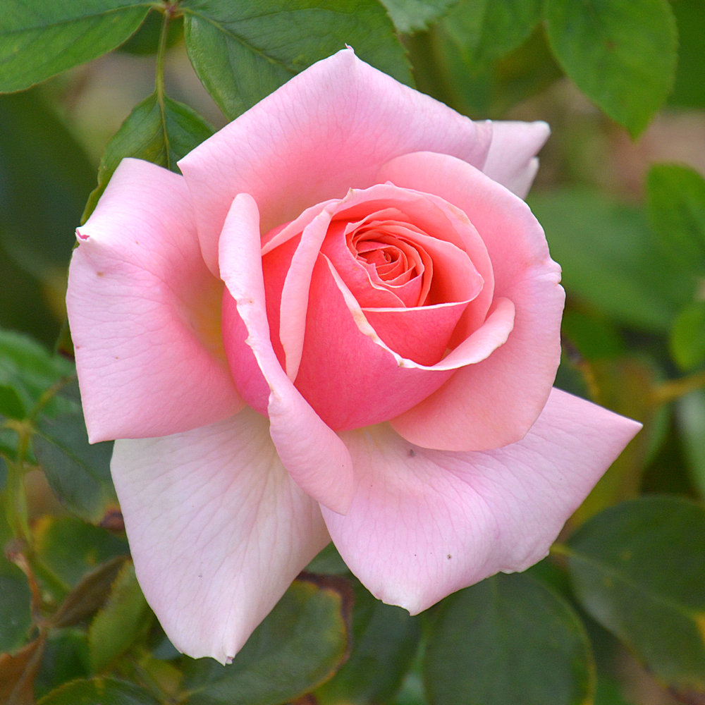 Rose2.jpg