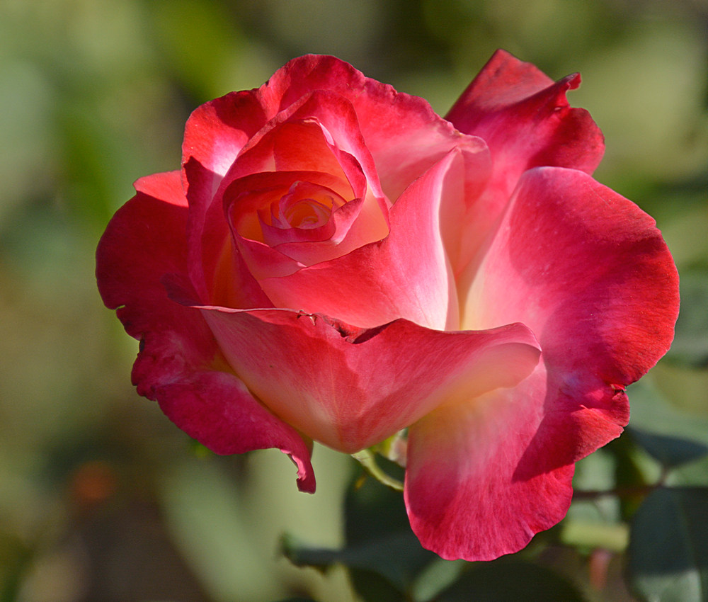 Rose2.jpg