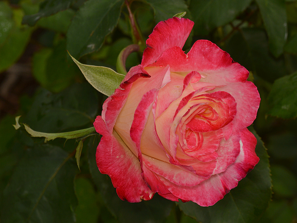 Rose2.jpg