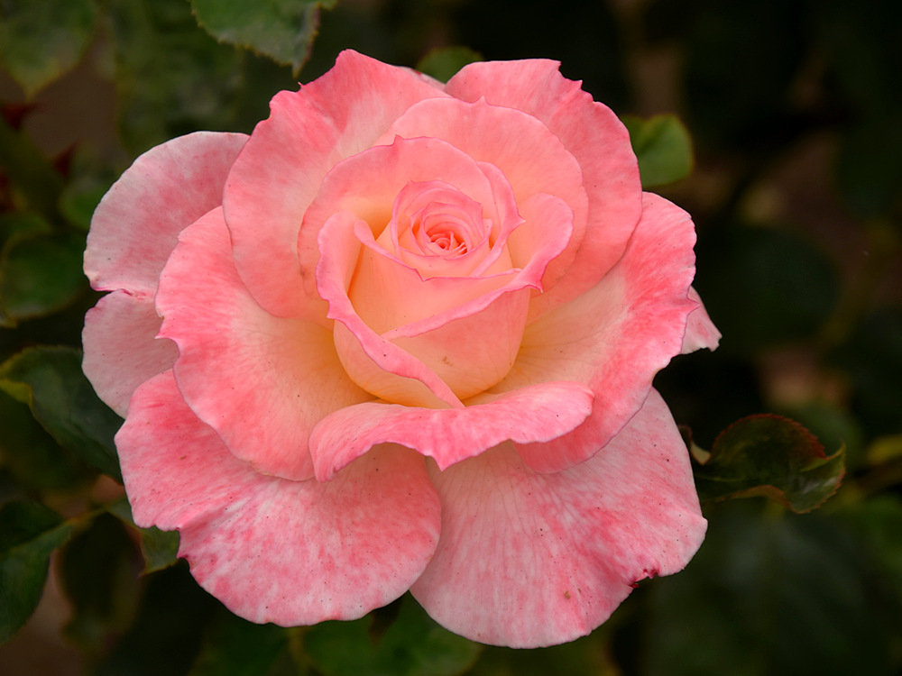 Rose2.jpg