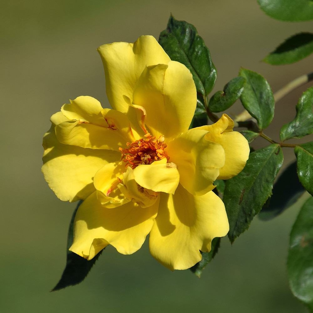Rose2.jpg