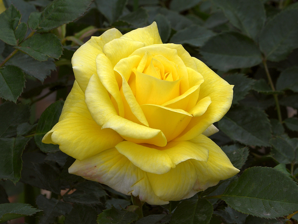 Rose2.jpg