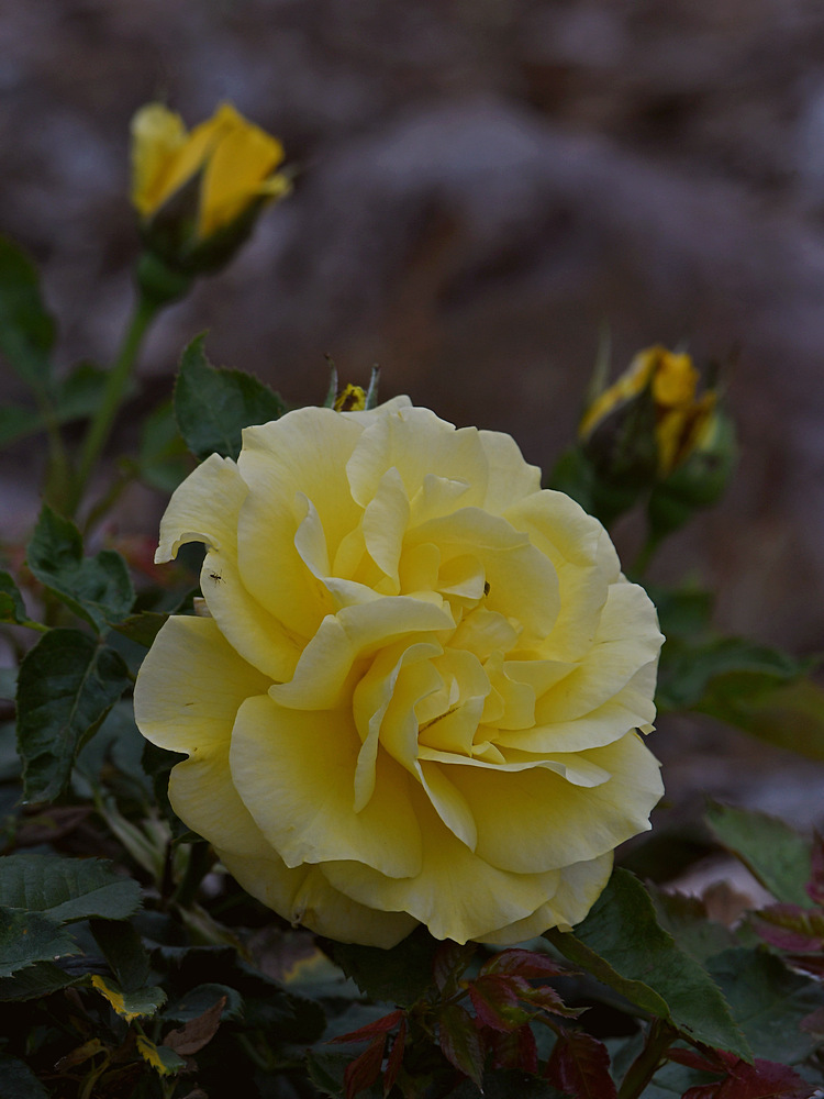 Rose2.jpg