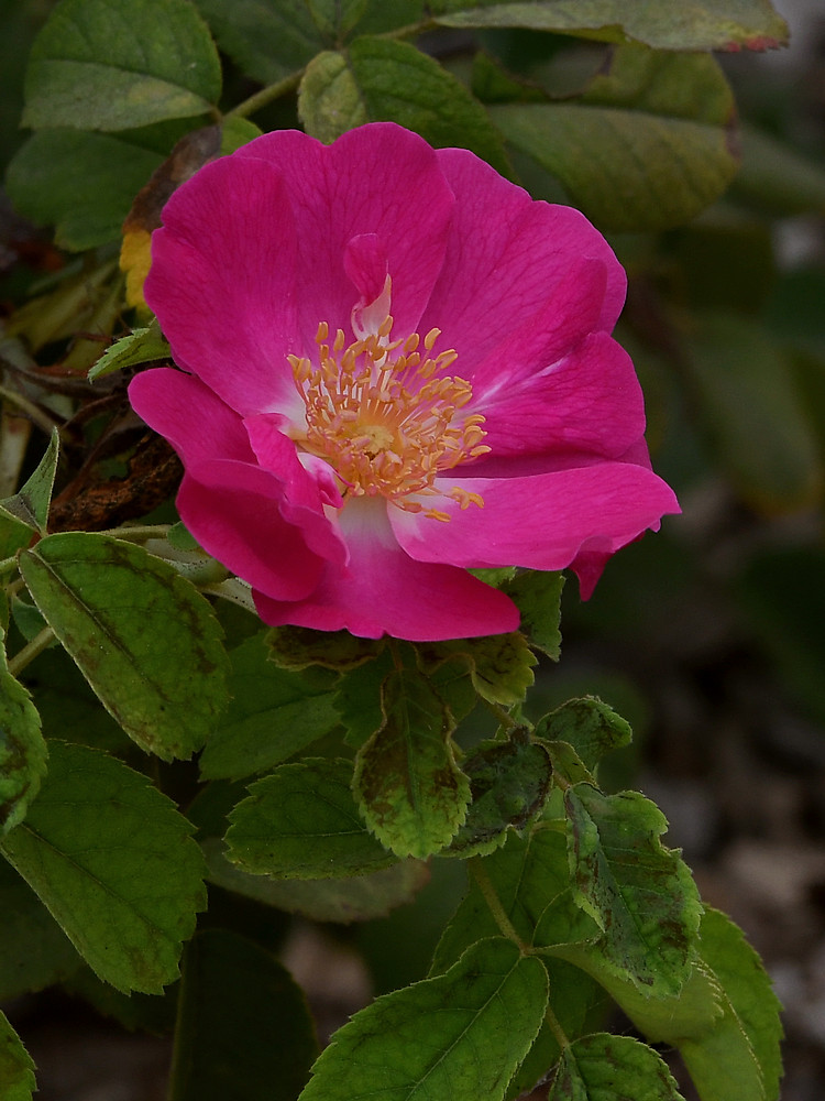 Rose2.jpg