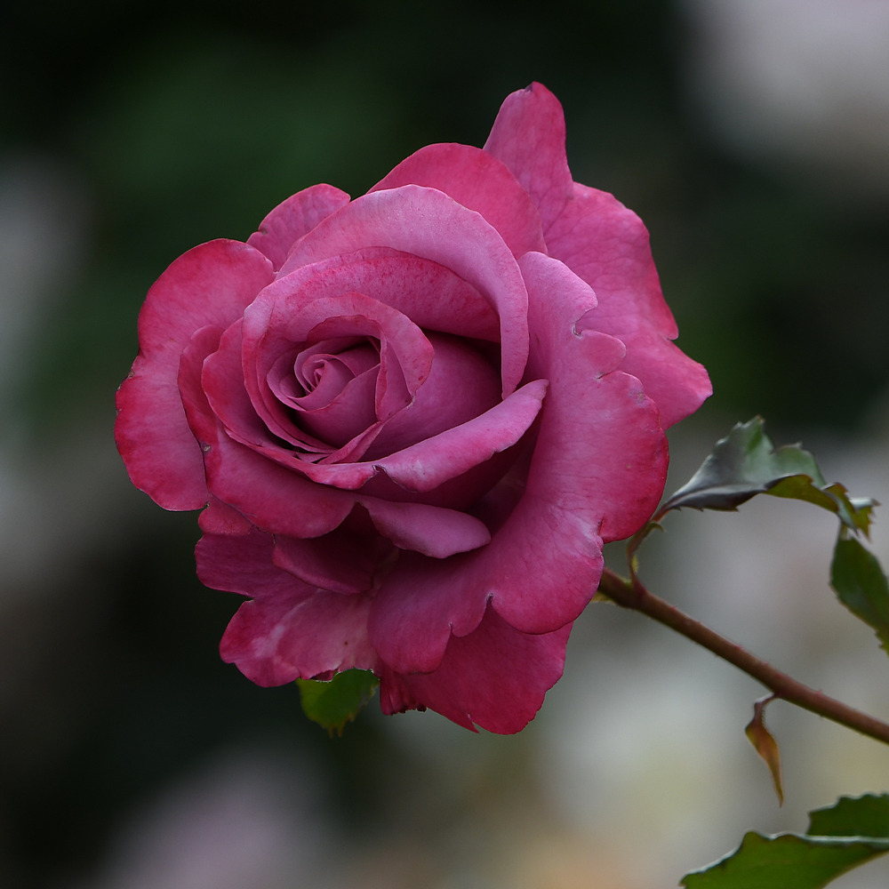 Rose2.jpg