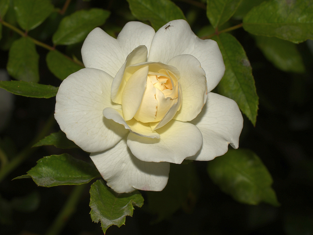 Rose2.jpg