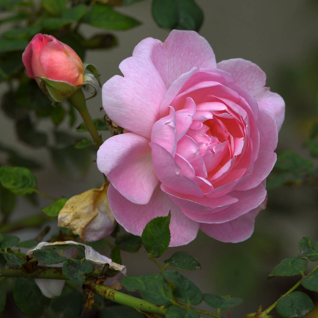 Rose2.jpg