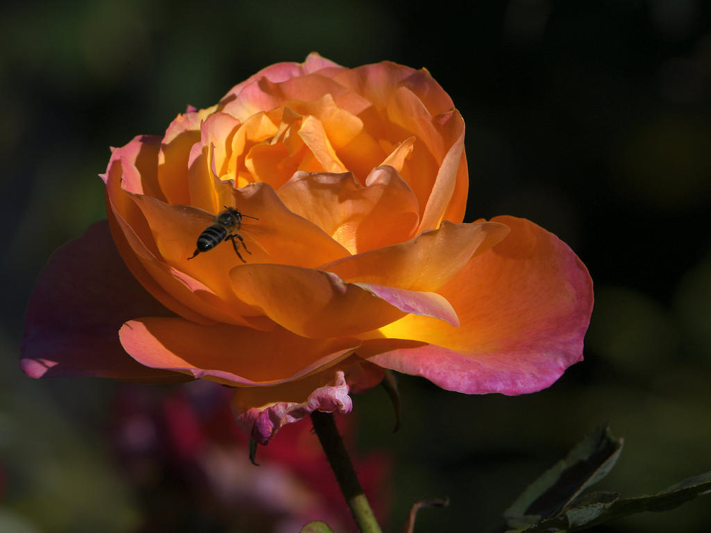 Rose2.jpg