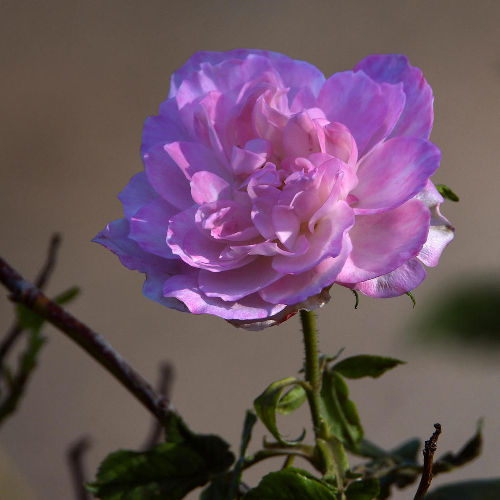 Rose2.jpg