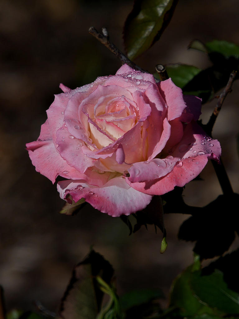 Rose2.jpg