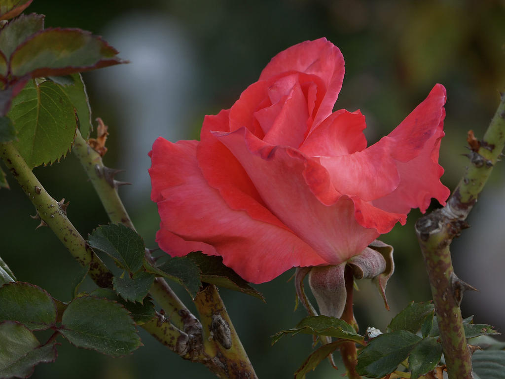 Rose2.jpg