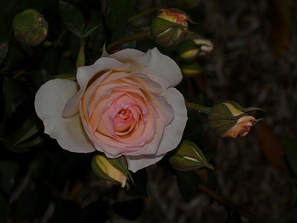 Rose2.jpg