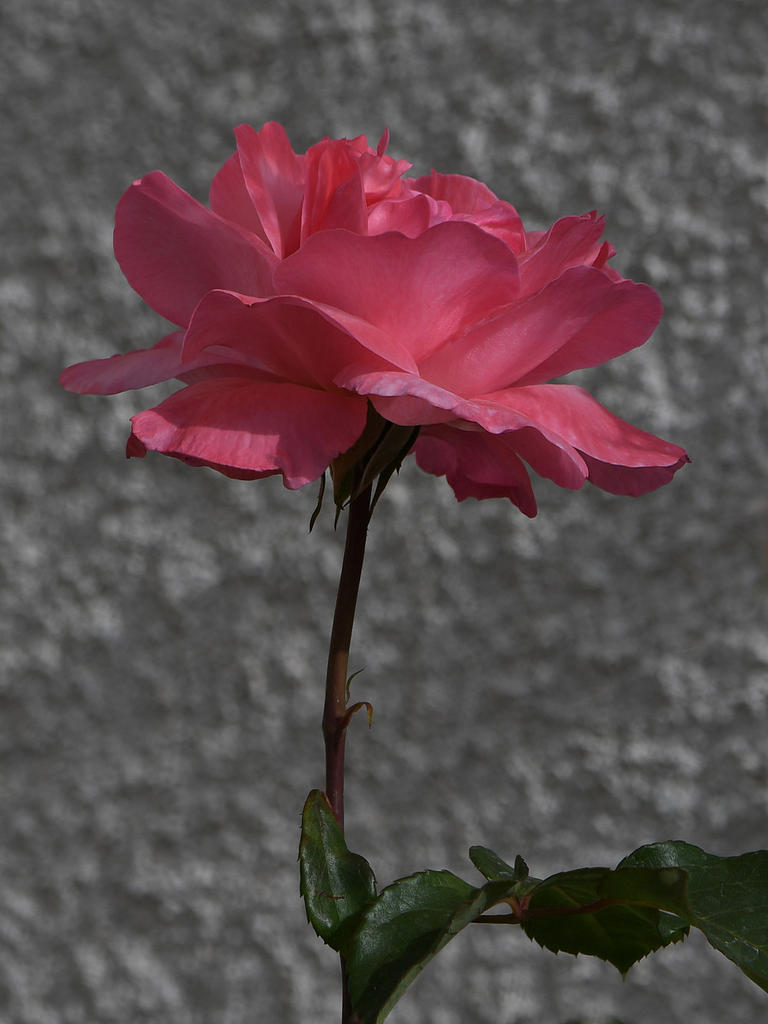 Rose2.jpg