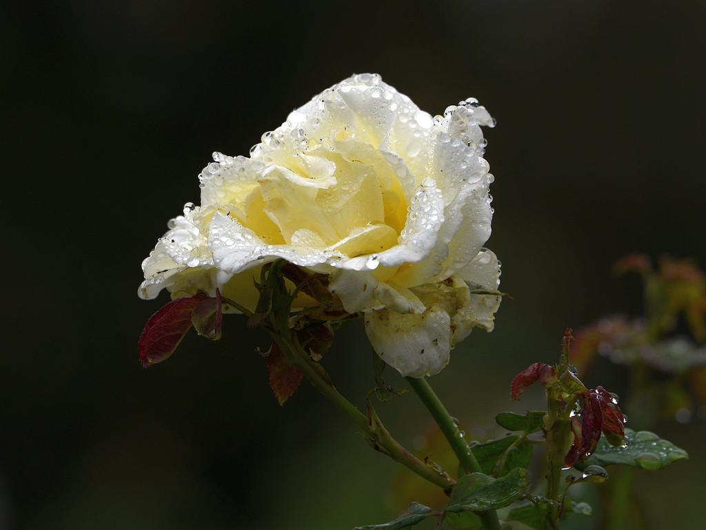 Rose2.jpg